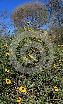 Black Eyed Susans in Bloom at Madrona Marsh Preserve in Torrance, California