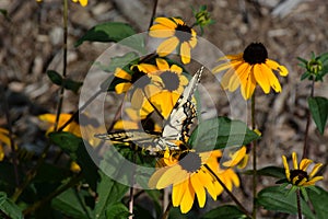 Black-eyed susans and butterfly