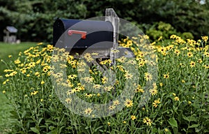 Black Eyed Susans engulfing mail box