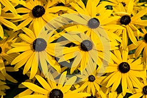 Black-eyed-susans floqwers in summer garden