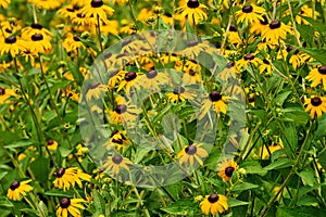 Black eyed Susans in a garden.