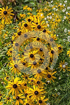 Black Eyed Susans growing at Luthy Botanical Gardens in Peoria, Illinois