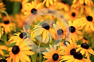 Black Eyed Susans in a Large Group