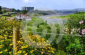 Black Eyed Susans Line Fence Row on Memphis Riverfront