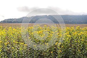 Black-eyed Susans and a Misty Morning