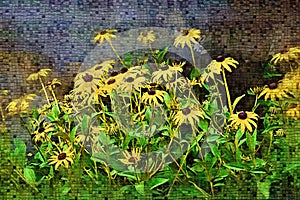 Black-Eyed Susans - Perfect for Cards