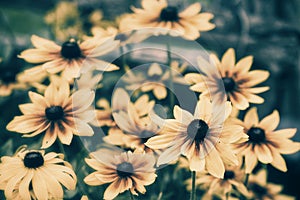 Black Eyed Susans - Retro