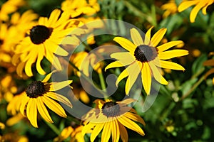 Black-eyed Susans Rudbeckia hirta photo