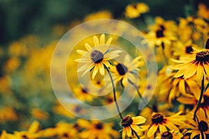 Black-eyed Susans Rudbeckia hirta photo