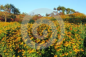 Black eyed susans at sunrise