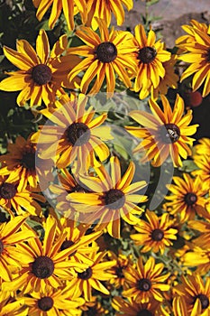 Black Eyed Susans