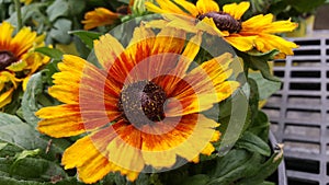 Black Eyed Susans Wildflowers