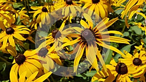 Black-eyed susans. Yellow Rudbeckia.