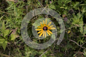 Black-eyed Susie flower in center on green foliage.