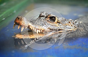 Black eyes Crocodile