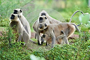 Black face Indian Monkeys or Hanuman langurs or indian langur or monkey family or group during outdoor, Monkey Troop. Family of