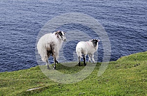 The Black Face Mountain Sheep