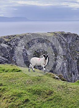 The Black Face Mountain Sheep