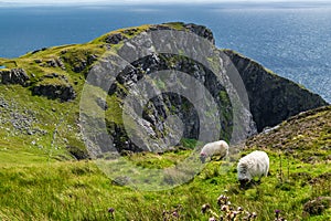 The Black face mountain sheep at Slieve League