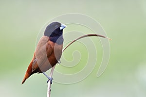 black face with silver beaks bird calmly perching on curve wooden branch over fine blur green background