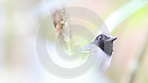 The black-faced antbird (Myrmoborus myotherinus) in Colombia