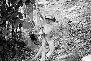 A black faced baby monkey playing under banyan tree.