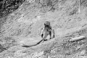 A black faced baby monkey