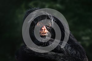 Black-faced Black Spider Monkey