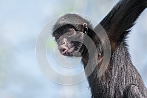 Black-faced Black Spider Monkey