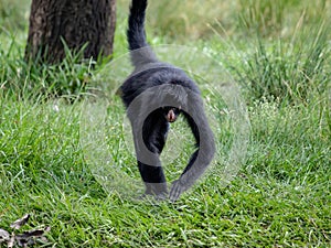 Black-faced Black Spider Monkey