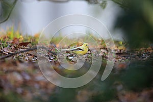 Black-faced bunting