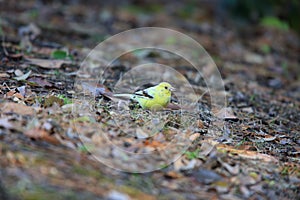 Black-faced bunting