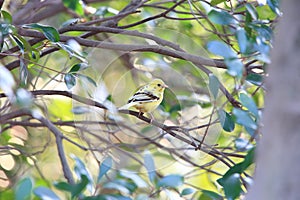 Black-faced bunting