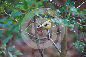 Black-faced bunting photo