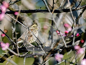 Black-faced bunting in a blooming plum tree 10