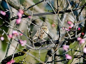 Black-faced bunting in a blooming plum tree 11