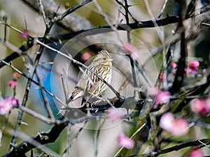 Black-faced bunting in a blooming plum tree 12