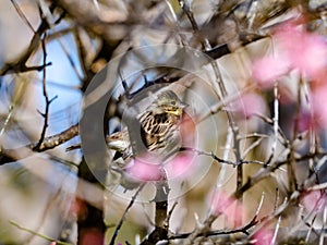 Black-faced bunting in a blooming plum tree 14