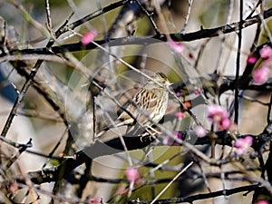 Black-faced bunting in a blooming plum tree 2