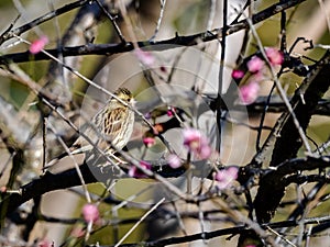 Black-faced bunting in a blooming plum tree 3