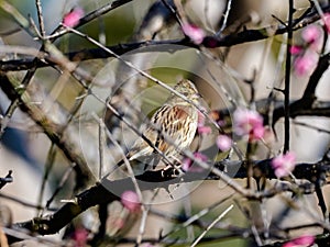 Black-faced bunting in a blooming plum tree 5