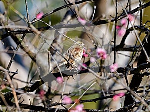 Black-faced bunting in a blooming plum tree 6