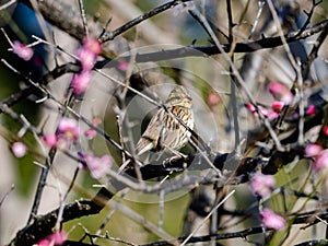 Black-faced bunting in a blooming plum tree 8