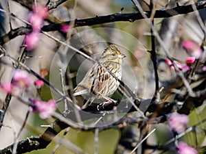 Black-faced bunting in a blooming plum tree 9