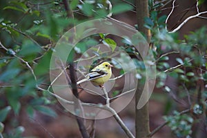 Black-faced bunting yellowish color variation in Japan