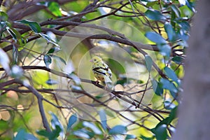 Black-faced bunting yellowish color variation in Japan photo