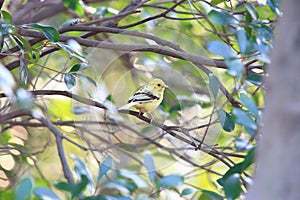Black-faced bunting yellowish color variation in Japan photo