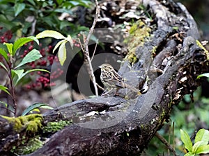 Black-faced bunting on a fallen log 1