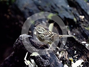 Black-faced bunting on a fallen log 10