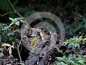 Black-faced bunting on a fallen log 11